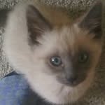 Lisa Bixby Wians - @lisawians - Instagram