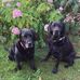 Liza Blackledge - Facebook