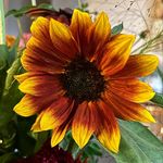 Lisa Bloomer - @ldbloom01 - Instagram
