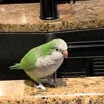 Lisa Blough - Facebook