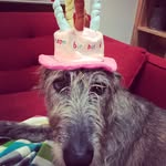 Lisa Bobst - @lisabobst - Instagram