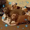 Lisa Bohanan - @pitbullmomof3 - TikTok