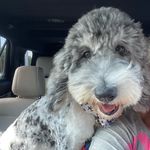 Mike-Lisa Bohanan Crane - @sam.e.its.a.golden.life - Instagram