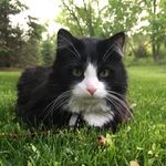 Lisa Bohl - @kitkat_the_fat_cat - Instagram