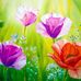 Lisa Soden Bohl - Facebook