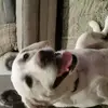 Lisa Larrazolo Bohn - @lisalarrazolobohn - TikTok
