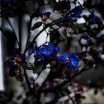 Lisa Boland - @absolutecontinuity - Instagram