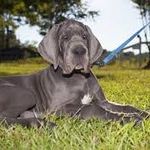 Lisa J. Bolanos - @greatdane_world30601 - Instagram