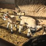 Lisa Bollman - @thebollmanshumbledhomestead - Instagram