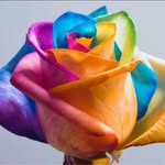 Lisa Bonomo Faszold - @lisafaszold - Instagram