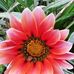 Lisa Borman - Facebook