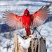 Lise Bourget - Facebook