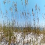 Lisa Bozeman Williamson - @nanawilliamson01 - Instagram