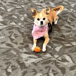 Lisa Braddock - @coco_the_comfort_dog - Instagram