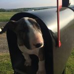 Lisa Brannon - @thejeevesbrannon - Instagram