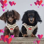 Lisa DeSimone Brigandi - @lbrigand - Instagram