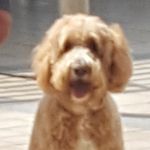 Lisa Brindley - @hectorsmumno.1 - Instagram
