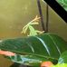 Lisa Brochu - Facebook