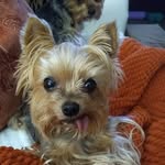 Lisa Bucko - @lisa722447 - Instagram