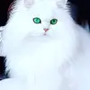 Lisa Button - @lisastein768 - TikTok