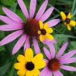Lisa Button - @button.lm - Instagram