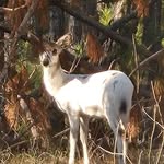 Lisa Byars Harrington - @huntmom3_sc - Instagram