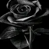 flower - @lisaniscalvillo209 - TikTok