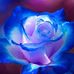 Lisa Capaldi - Facebook