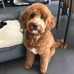 Lisa Capaldi - Facebook