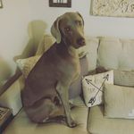 Lisa Capote Albert - @ldalbert - Instagram