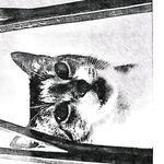 Lisa Capozzi - @capozzi.lisetta54 - Instagram
