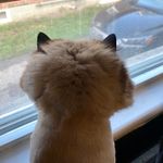 Lisa Capozzi - @lisacapozzi_ - Instagram