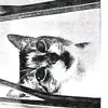 lisacapozzi4065 - @lisacapozzi4065 - TikTok