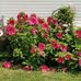 Lisa Catanzaro - Facebook