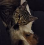 Lisa Chalmers - Facebook