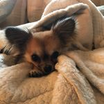 Lisa_Chaplin - @lisa_chaplin - Instagram