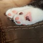 Lisa Chenier - @gin.zeus.n.tokes - Instagram