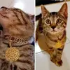 Lisa Choo597 - @lisachoo597 - TikTok