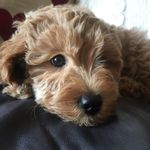 Lisa Clamp - @that_doodle_lily - Instagram