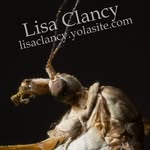 Lisa Clancy - @insect_portraits - Instagram