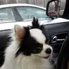 Lisa C. Cogar - @lisa.c..cogar - TikTok