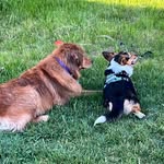 Lisa Collis - @goldencorgi27 - Instagram