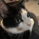 Lisa Collis - @franklinc_and_friends - Instagram