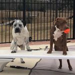 Lisa Conde Rodriguez - @adventuresofcocoandpatron - Instagram