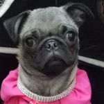 Lisa Coplin Kerner - @luvbetsey1 - Instagram