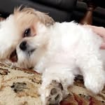 Lisa Cormier - @lisa.cormier.355 - Instagram