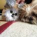 Lisa Corpus - Facebook