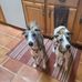 Lisa Courtemanche - Facebook