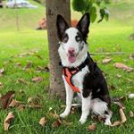 Lisa Coutinho Botelho - @_lisa_bordercollie_ - Instagram