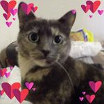 Lisa Cover - @lisacover66 - Instagram